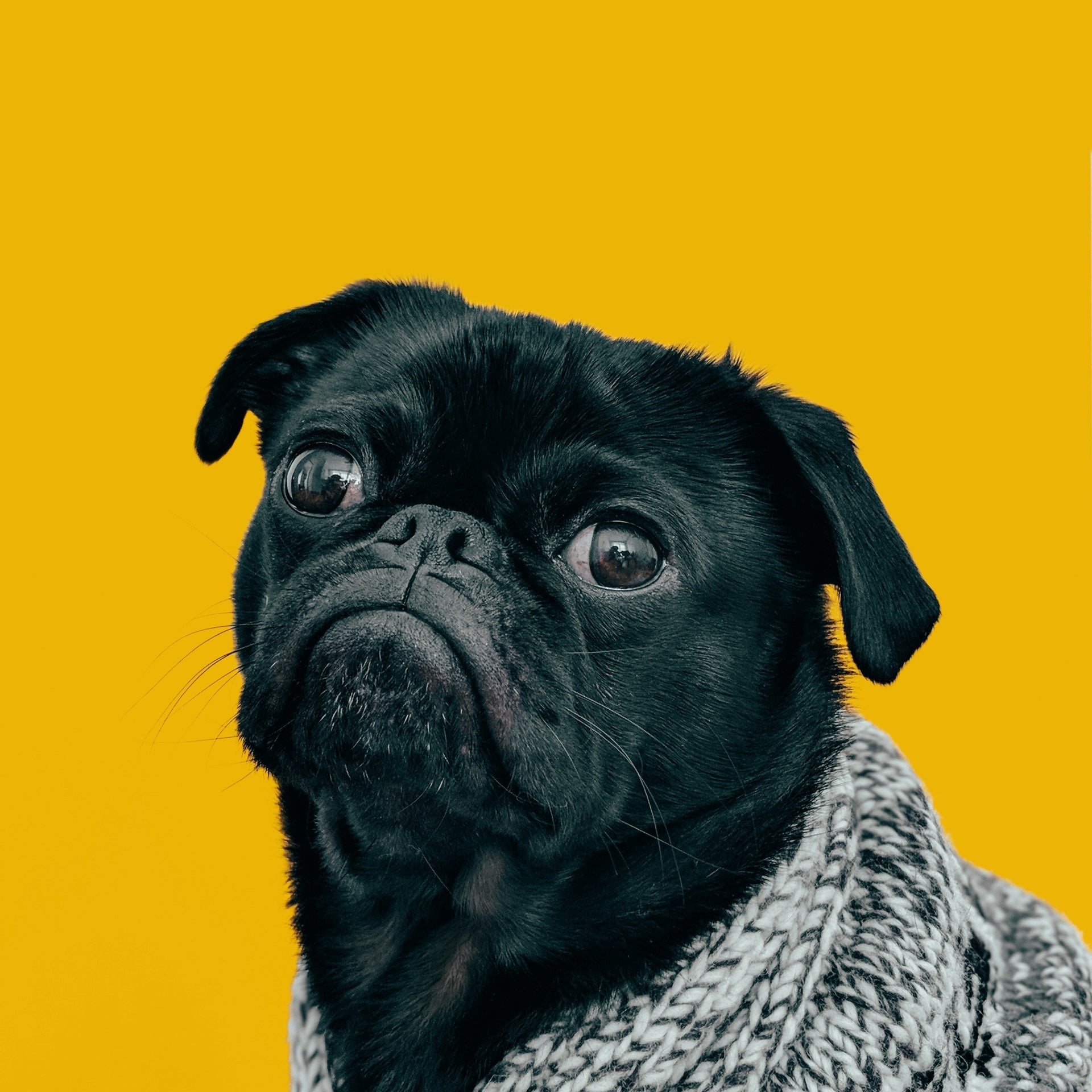 PET SUPPLIES